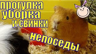 Прогулка уборка и свинки непоседы/морские свинки гуляют /свинки Прогулка уборка и свинки непоседы/морские свинки гуляют /свинки