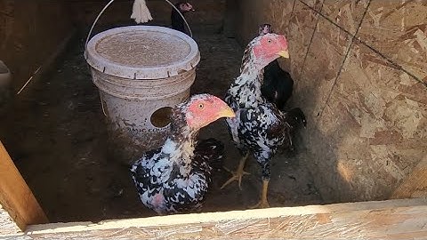 Coj kuv tus muam tus ntxhais mus saib qaib.