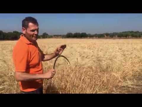 Video: Come si raccoglie il grano a mano?