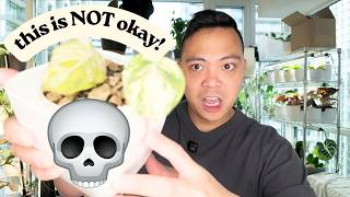 plants that are struggling 🥀 thrip package update & more | philodendron, monstera, anthurium, hoya