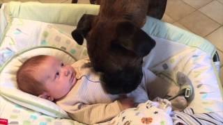 Baby feeding Brock his FIRST TREAT!! Brock the Boxer Dog by Brock the Boxer TV 21,057 views 8 years ago 33 seconds