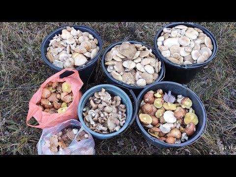 Сбор грибов в Крыму. Грузди. Маслята. Синеножки. Рыжики. Рядовка. Грибы. 2021.