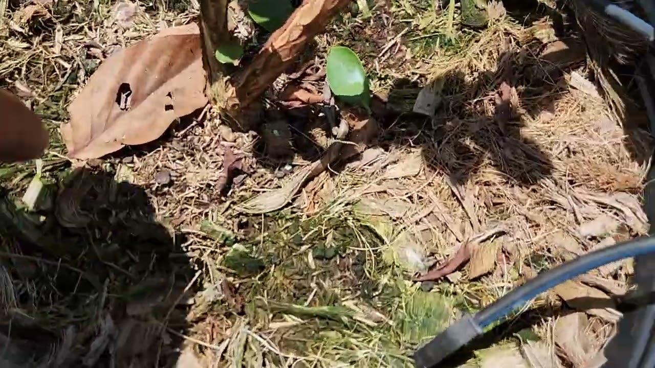 Mirtilo localização dos gotejadores