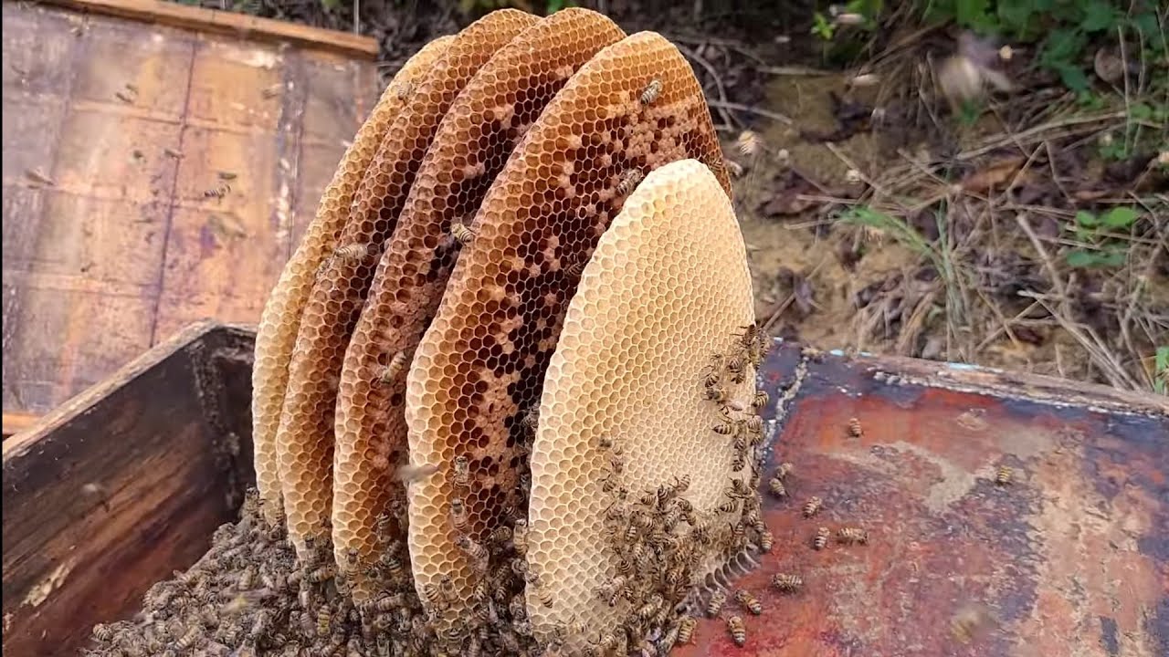 CAPTURA NA CAIXA VELHA/ Abelha apis 2