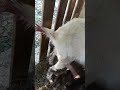 Pictures of goat giving birth