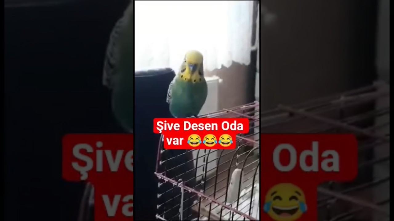 Komik Konuşan Muhabbet Kuşu 😂 #muhabbetkuşu #konuşankuş #konuşanmuhabbetkuşu #birds