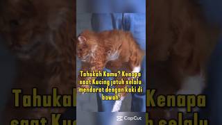 Rahasia Kucing Selalu Mendarat dengan Kaki! 🐾🤸‍♀️