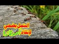 العالم الخفي للنمل: إنقاذ وتضحية