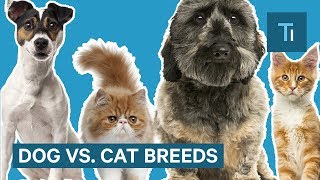 Why Dog Breeds Look So Different But Cats Don’t