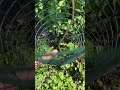 Project Update - Pawpaw Patch