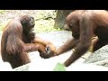 手を繋いで出かけるオランウータン/ Orangutans walking hand in hand