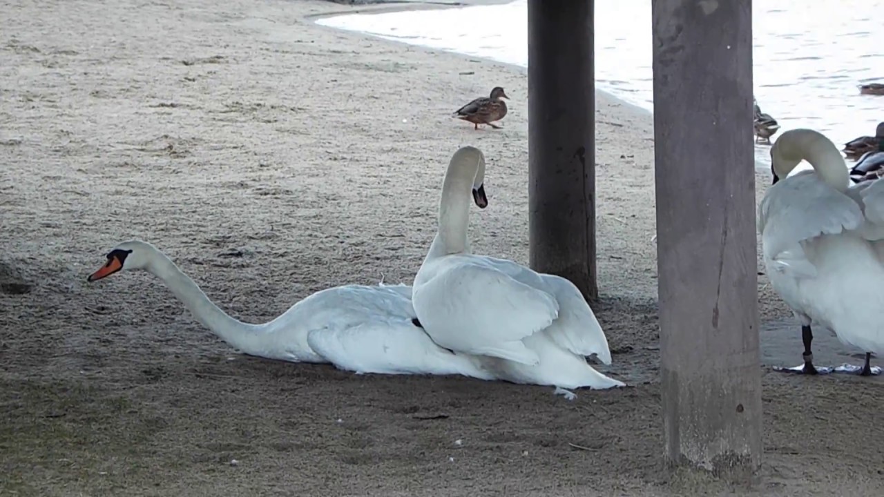 Łabędź niemy (Cygnus olor) kopulacja