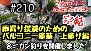 #210 雨漏り撲滅のためのバルコニー塗装　上塗り編完結＆ミカン狩りを開催しました