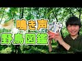 【バードウォッチング入門】鳥の鳴き声が聞ける野鳥図鑑をご紹介！