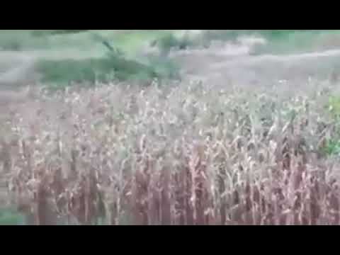 ფაროსანა