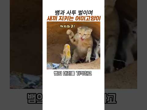 목숨걸고 뱀과 싸워 새끼 지킨 어미고양이#동물모성애#감동동물#새끼고양이 thumbnail