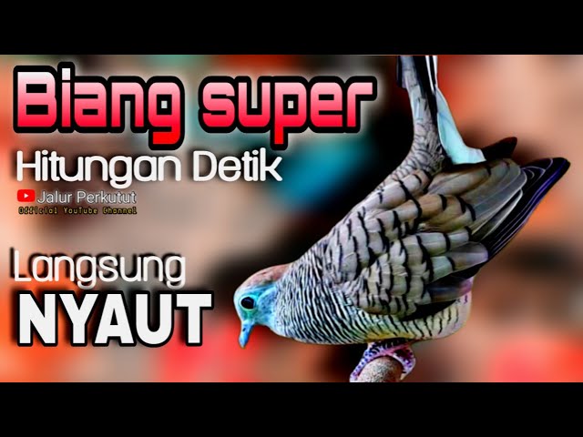 PERKUTUT LOKAL GACOR suara besar - PENDONGKRAK SUARA PERKUTUT BISU (100%AMPUH) class=