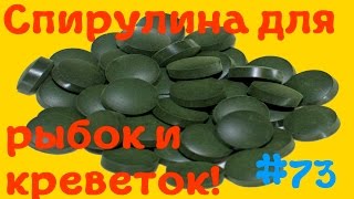 Спирулина в таблетках для рыбок,креветок и похудения! Посылка из Китая [#Спирулина](Спирулина в таблетках для рыбок,креветок и похудения! Посылка из Китая Купить спирулину можно тут - http://ali.pub..., 2016-03-28T08:17:01.000Z)