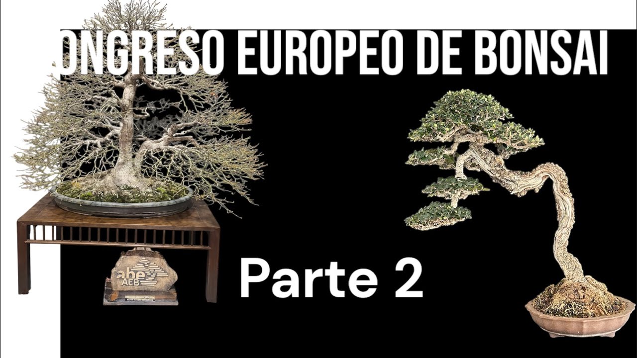 P2 Congreso Europeo Bonsai, Reus 2024. European bonsai convention