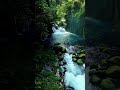 Forest River & Birds Chirping | 100% No Sudden Sounds | Fall Asleep Fast