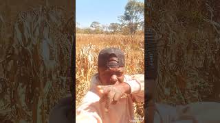 Jekas Kalusenga Live