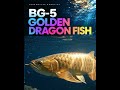 BG 5 “Golden Dragon Fish