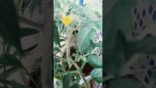 Saber do cotidiano:Algumas Pessoas São Perfumadas Como As Flores.Inscreva