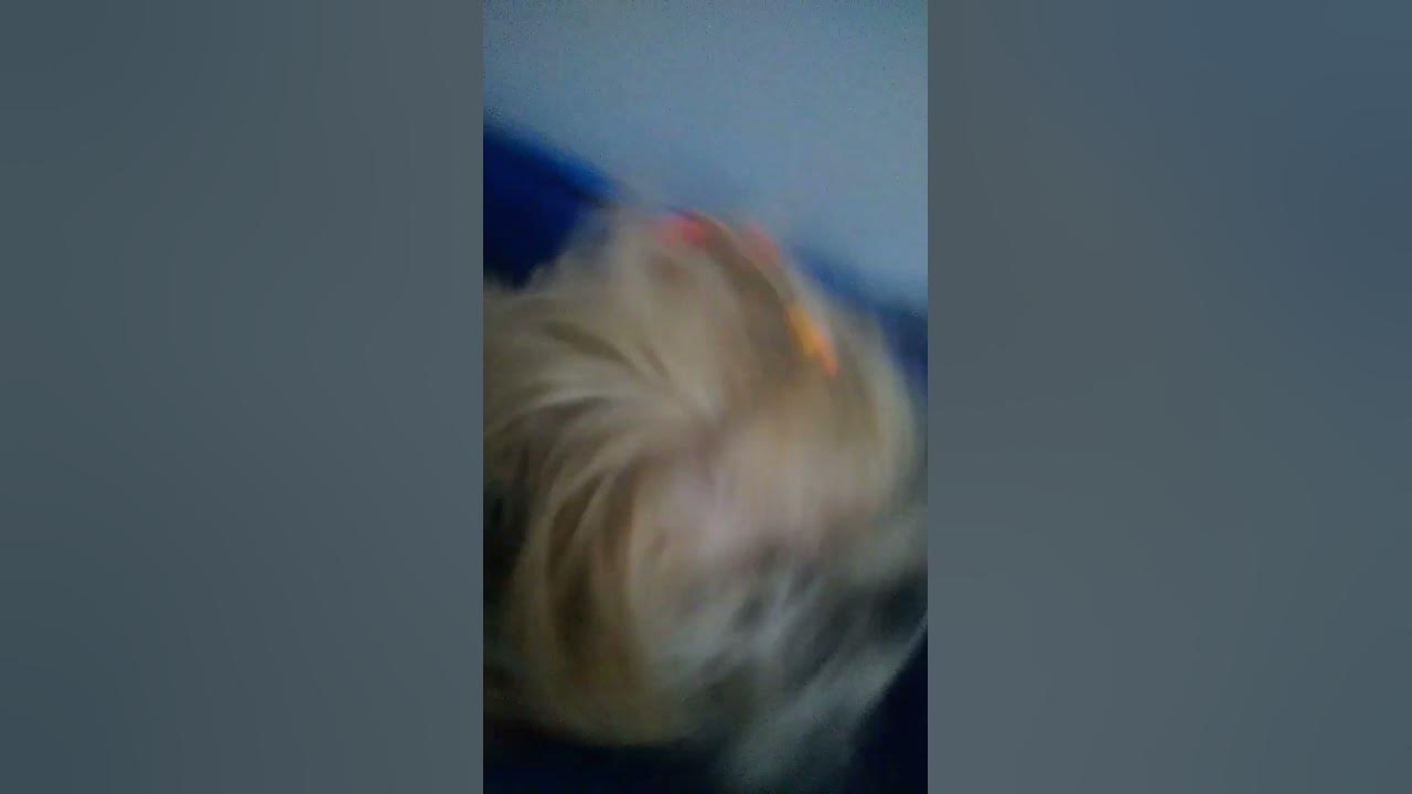 popipopipo - YouTube