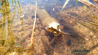 Lobsters Stare at Me at the Fishing!