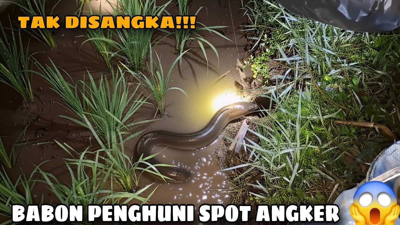 Muncul lagi Belut Babon Penghuni Spot Angker Tengah Malam !!! Ep #6📍