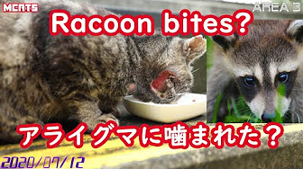 アライグマに噛まれた猫 たけるの近況報告 Takeru ｓ Status Report Cat Bitten By A Raccoon Youtube