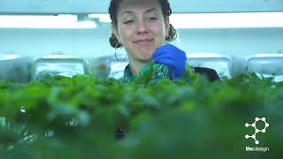 THC Design - Growing Cannabis in a Grow Tent