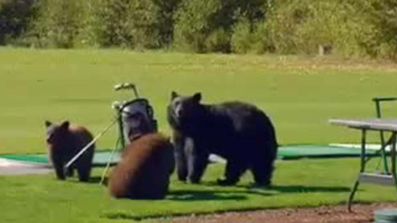 Greedy Bears on the Rampage! | Bears on the Black Run | BBC Studios