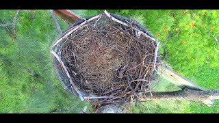 Wildlife Rescue of Dade County Eagle Nest Top Cam