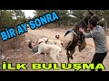 İLK BULUŞMA!! PİSKOPAT ÇILDIRDI!!EŞEKTEN ZOR KURTULDUM