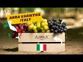 Arra varieties in italy  delicious grapes from a beautiful country