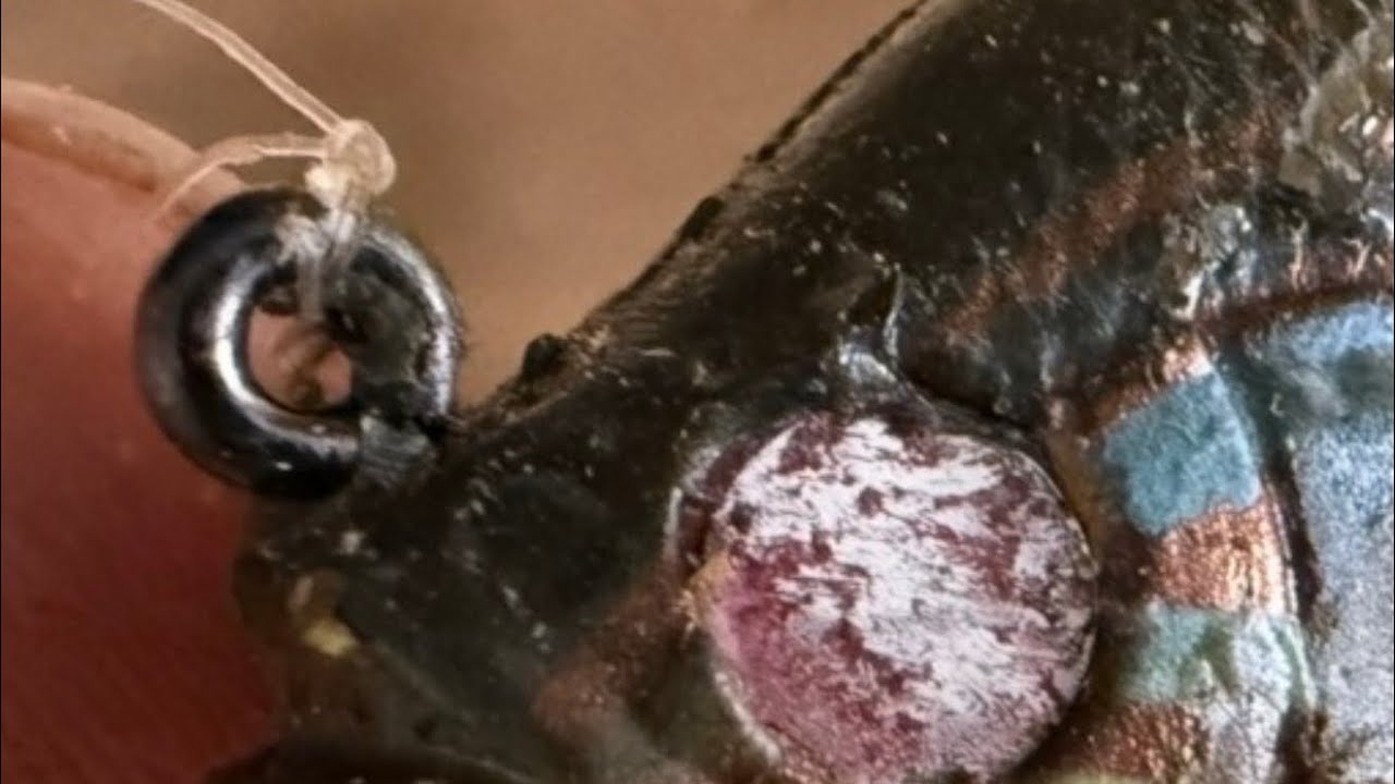The Only Lure A Bass Will Literally Try To KILL…