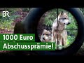 Wolf schießen erlaubt! Landwirte zahlen Jägern Abschussprämie | Österreich | Unser Land | BR