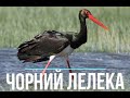 Відеопроект учениці 4 класу Гощанської гімназії Коток Анни &quot;Чорний лелека - найсумніший птах&quot;