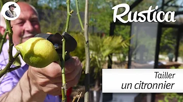 Comment cultiver le citronnier des 4 saisons?