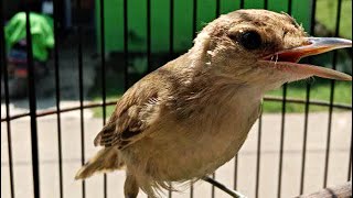 Download lagu Suara Burung Kerak Basi Alis Putih Gacor | Masteran Cigrok Pikat mp3