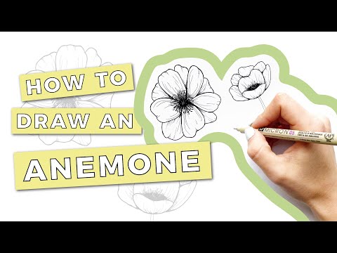 Video: Påskelilje Anemone