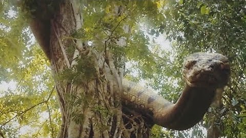 【2025 Newest Movies】Lab python devours people! Father risks life to save his daughter!🐍#movie #film