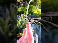 "Dragonfly insaan se zyada advanced hai? Unke wings me छुपा high-tech secret!"#short