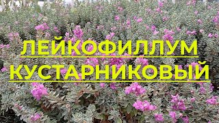 Лейкофиллум кустарниковый, Leucophyllum Frutescens. Красивоцветущий кустарник для живых изгородей