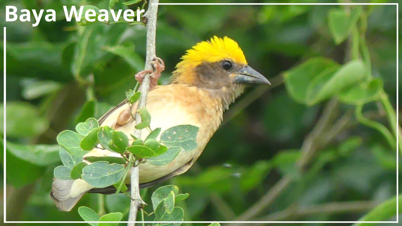 Baya Weaver Bird Nest Building | Ploceus philippinus