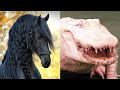 10 Most Expensive Animals In The World