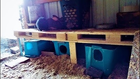 The Mama Rabbits Won