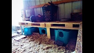 Famous The Mama Rabbits Won't Use Nest Boxes!!/3 Step Method to Solving all Problems in the Colony Wealth