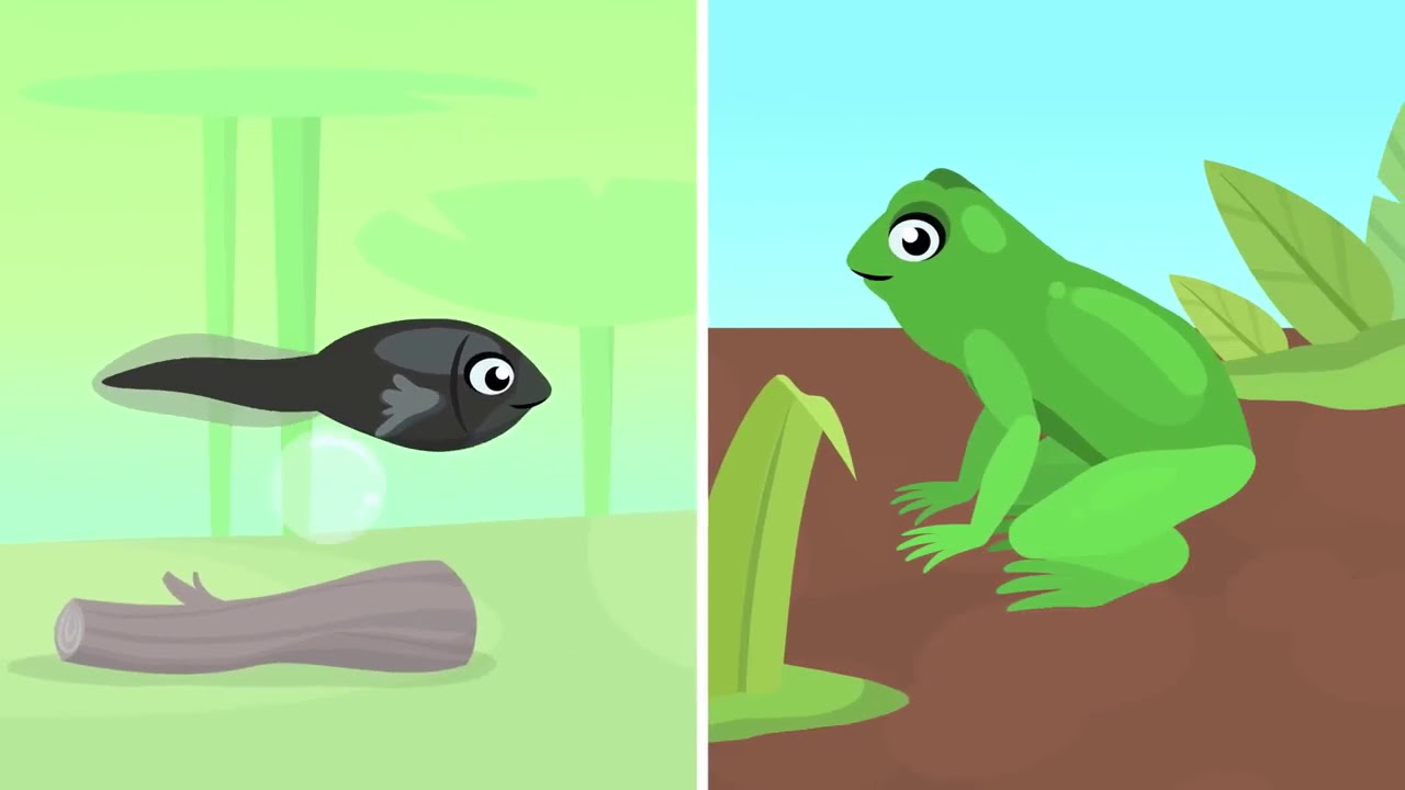 Los anfibios para niños Animales vertebrados. video de prueba - YouTube